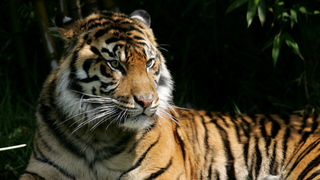 Texas Man in Search of Place to Smoke Weed Finds 'Well-Fed' Tiger Instead